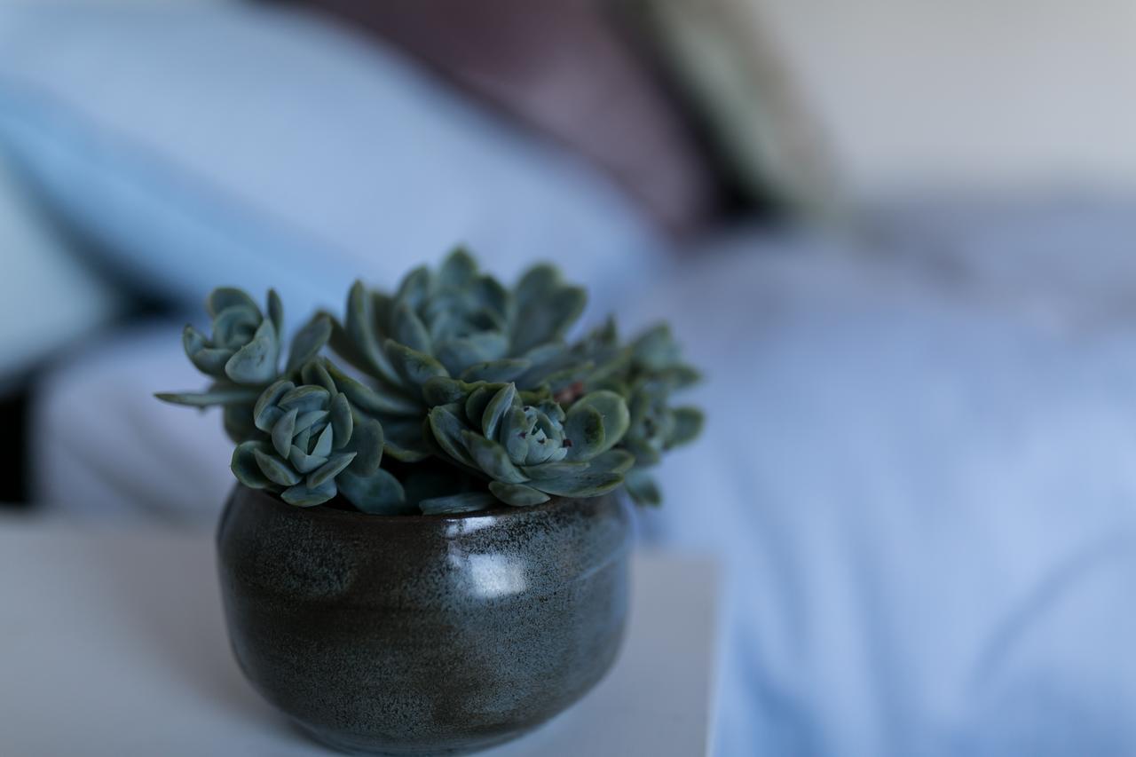 Botanical Homestay Homestay Christchurch