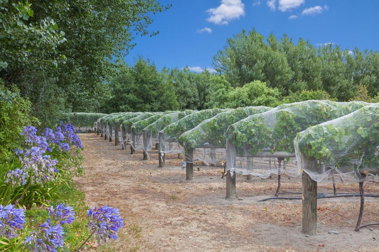 Farm stay Clearwater Olive Estate