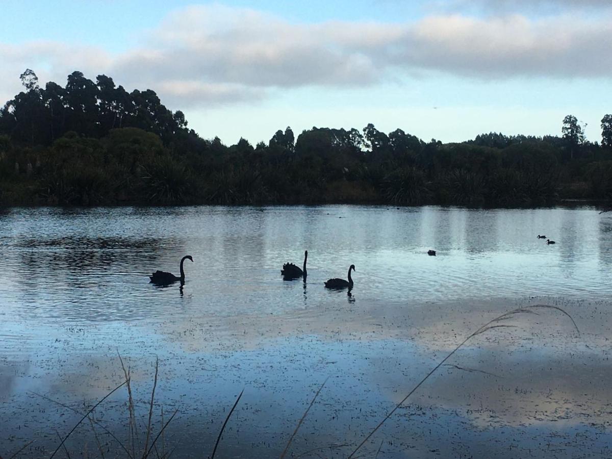 Calm Swan Christchurch