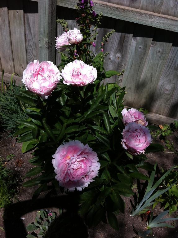 Bed & Breakfast Garden Christchurch