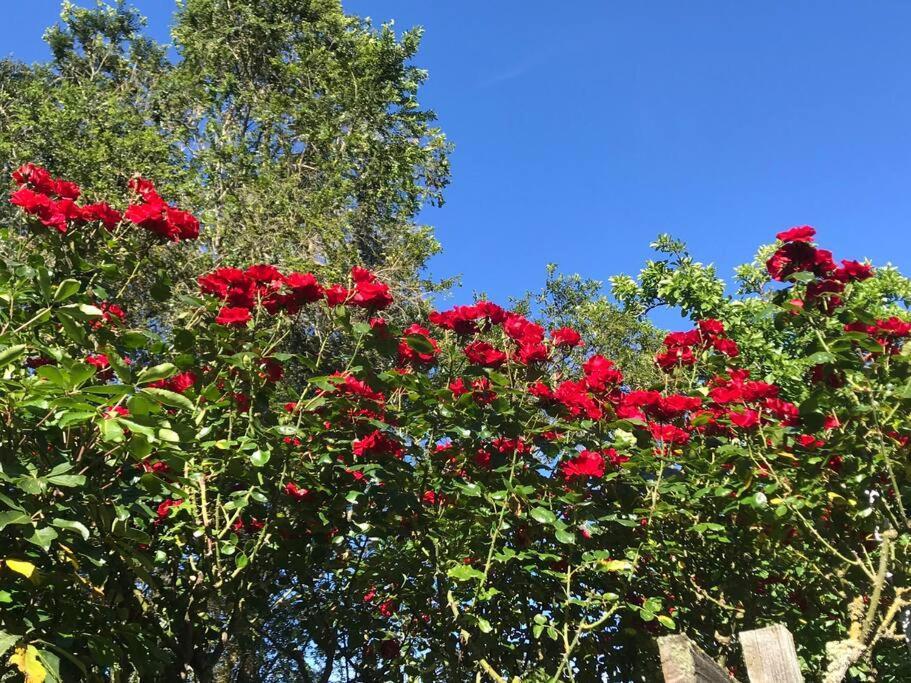 Fendalton Rose Garden Retreat Holiday home Christchurch