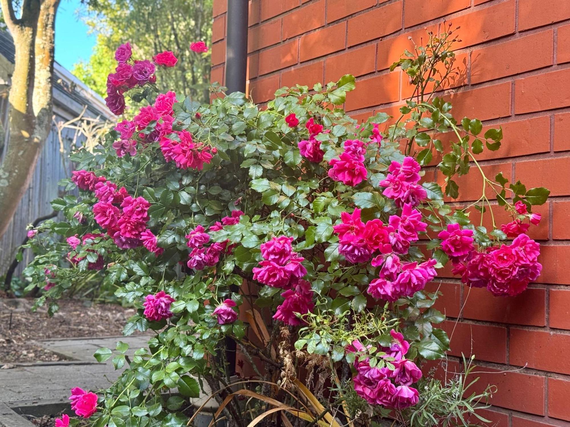 Fendalton Rose Garden Retreat * Christchurch
