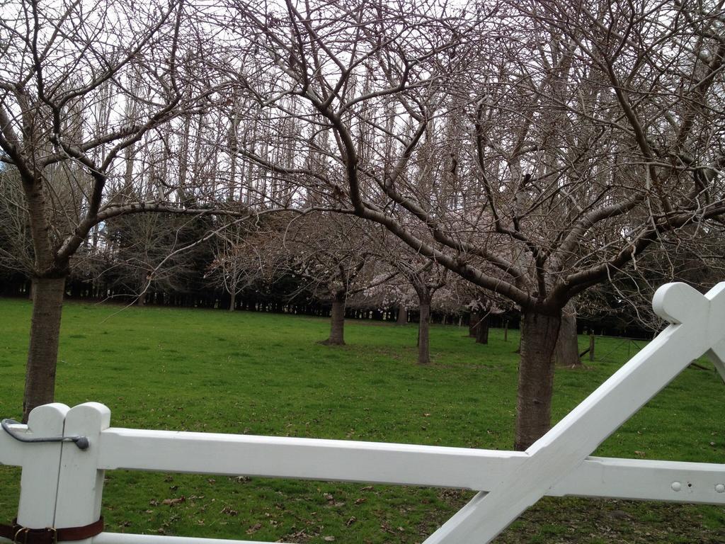 Rhododendron Garden