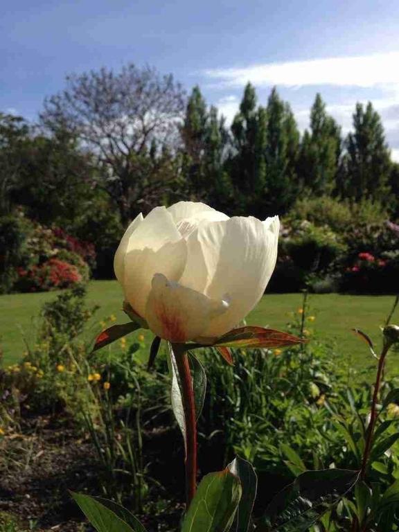 Rhododendron Garden Christchurch