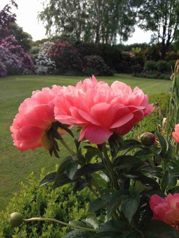 Rhododendron Garden Christchurch