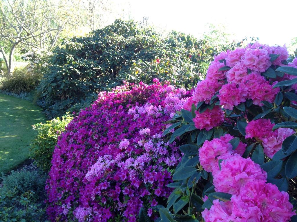 Rhododendron Garden