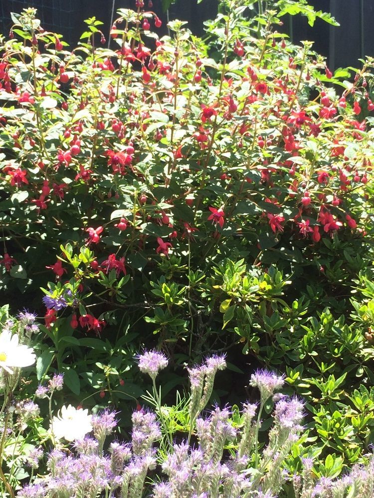 Bed & Breakfast Garden 3*