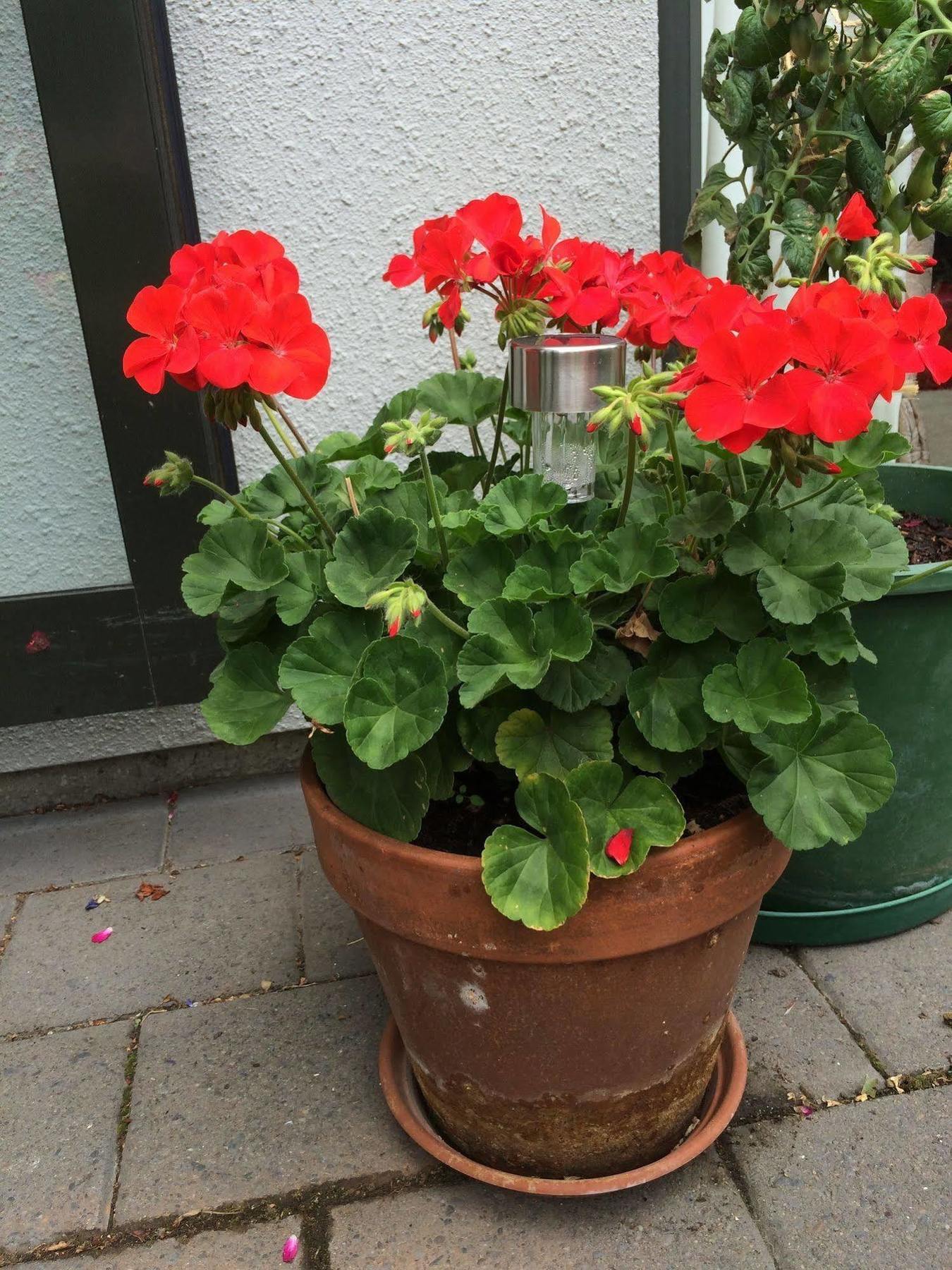 Bed & Breakfast Garden 3*