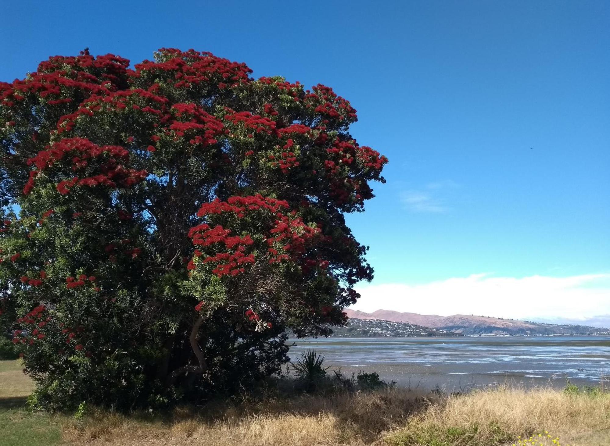 South Brighton Christchurch