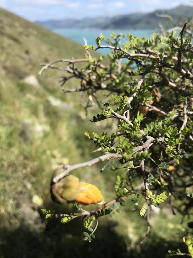 Te Pohue Farm Trails