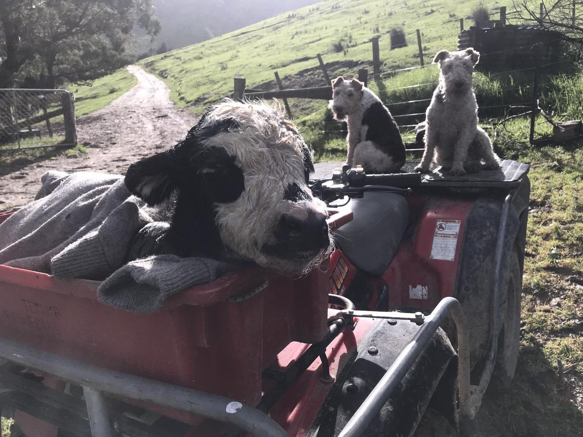 Te Pohue Farm Trails Farm stay *