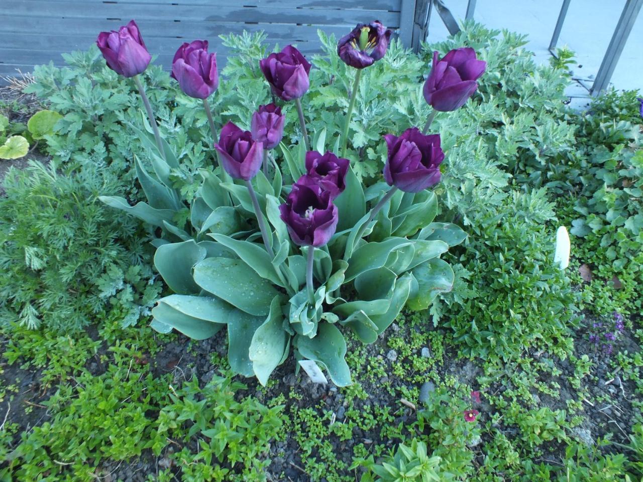 Perfect Home, Stunning Gardens - Aidanfield Gardens Bellissimo Holiday home *