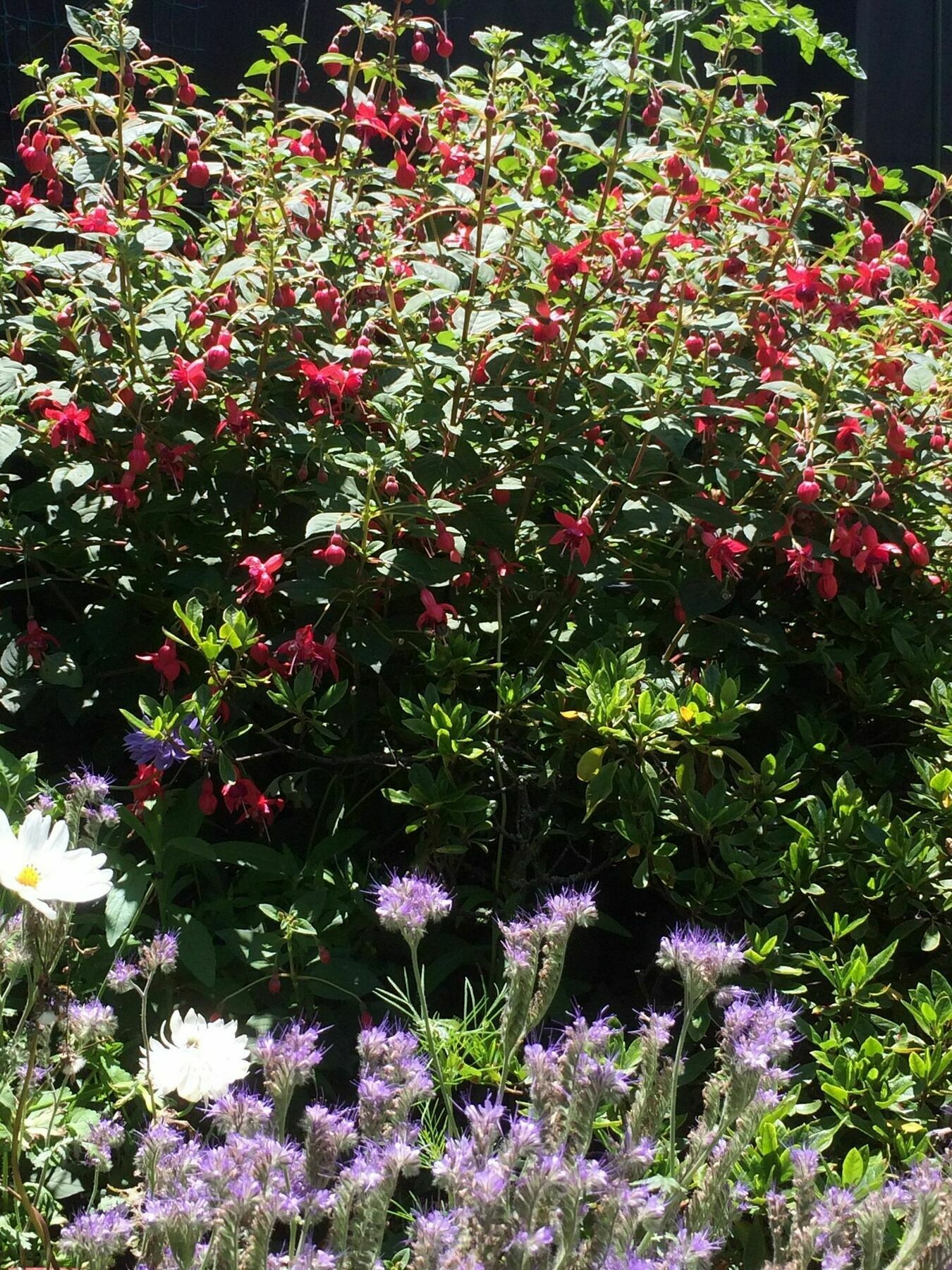 Bed & Breakfast Garden