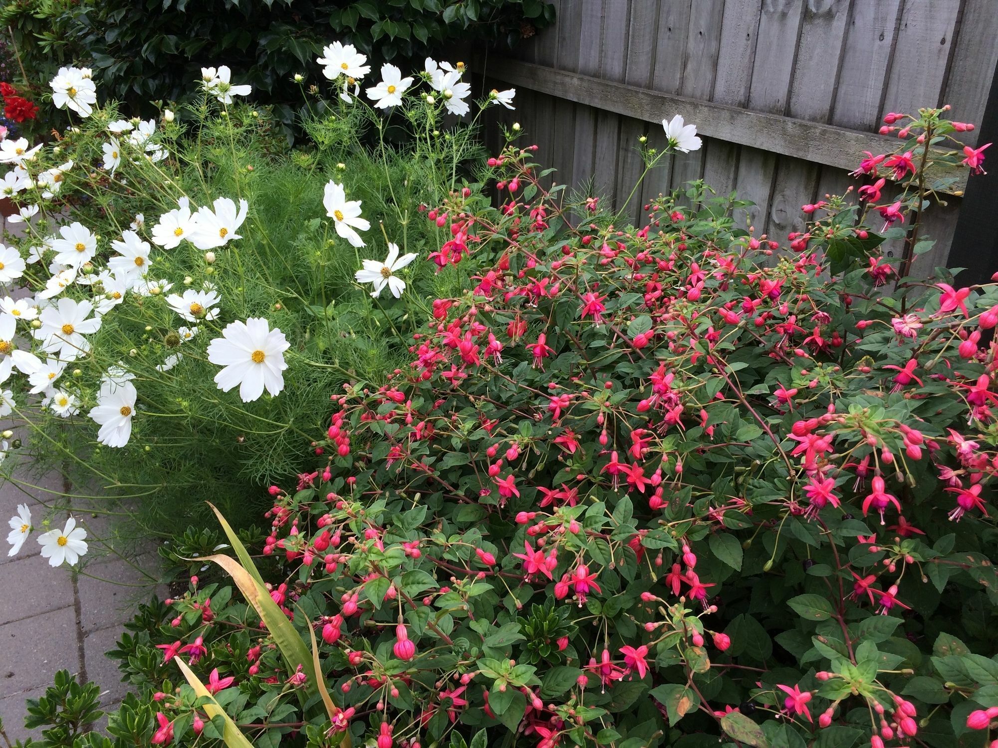 Bed & Breakfast Garden Christchurch